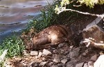 Fawn at Bear Canyon Lake, Mogollon Rim