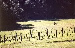 Elk in the pasture