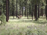 Elk at camp