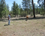 Cow at Kenneth Tank, Startled Mom